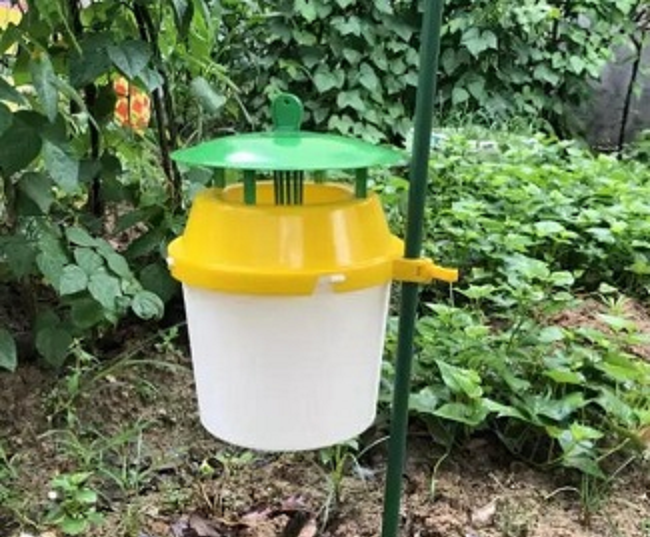 昆虫诱捕器用于菜园害虫防治
